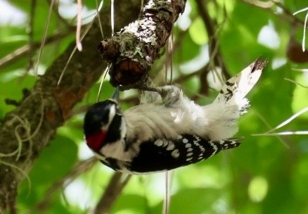 Downy Woodpecker - ML633081050