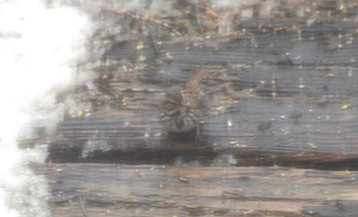 Song Sparrow - ML633081104