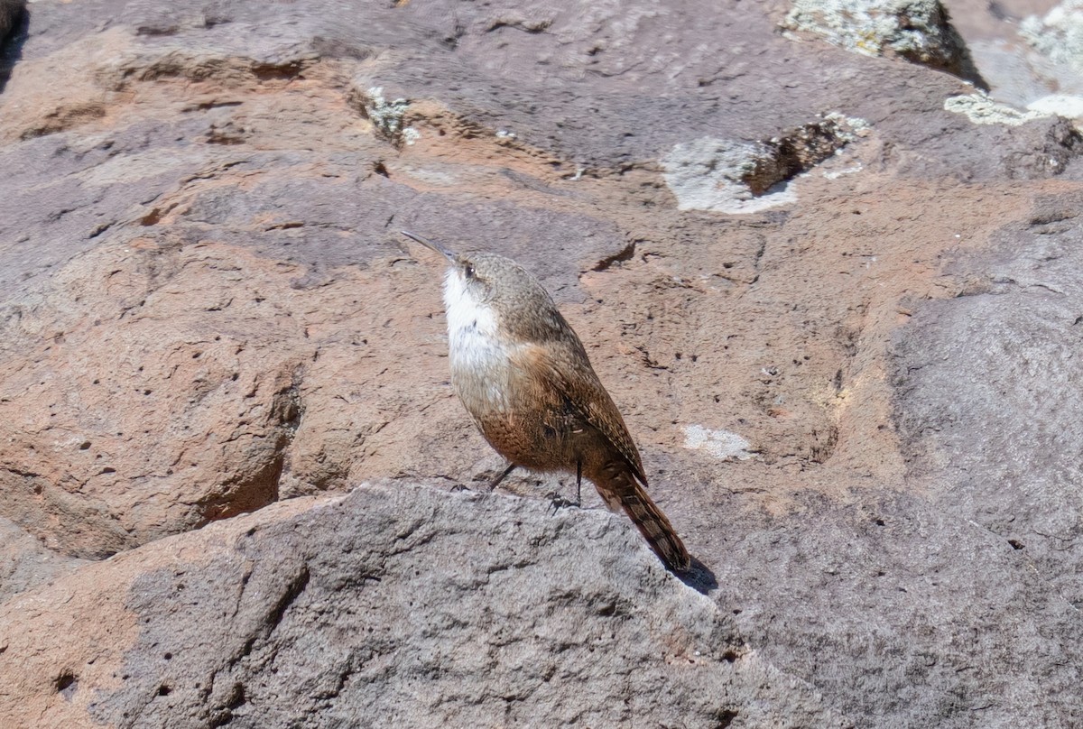 Canyon Wren - ML633081620