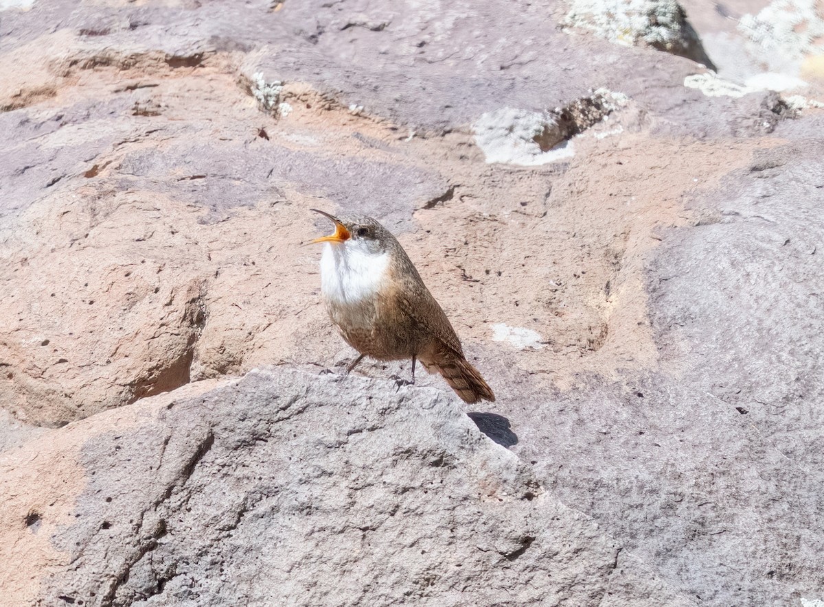 Canyon Wren - ML633081621