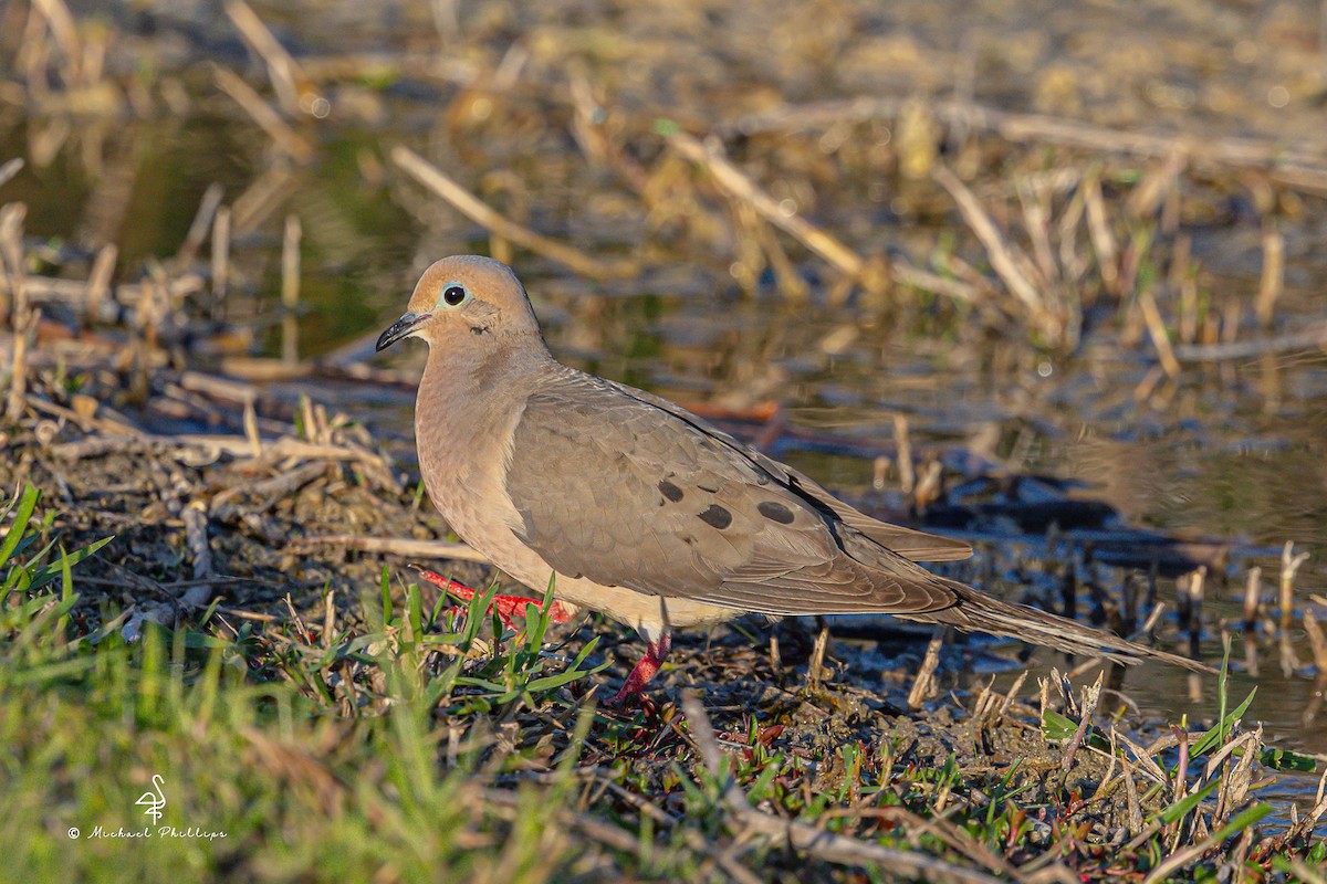 Mourning Dove - ML633081829