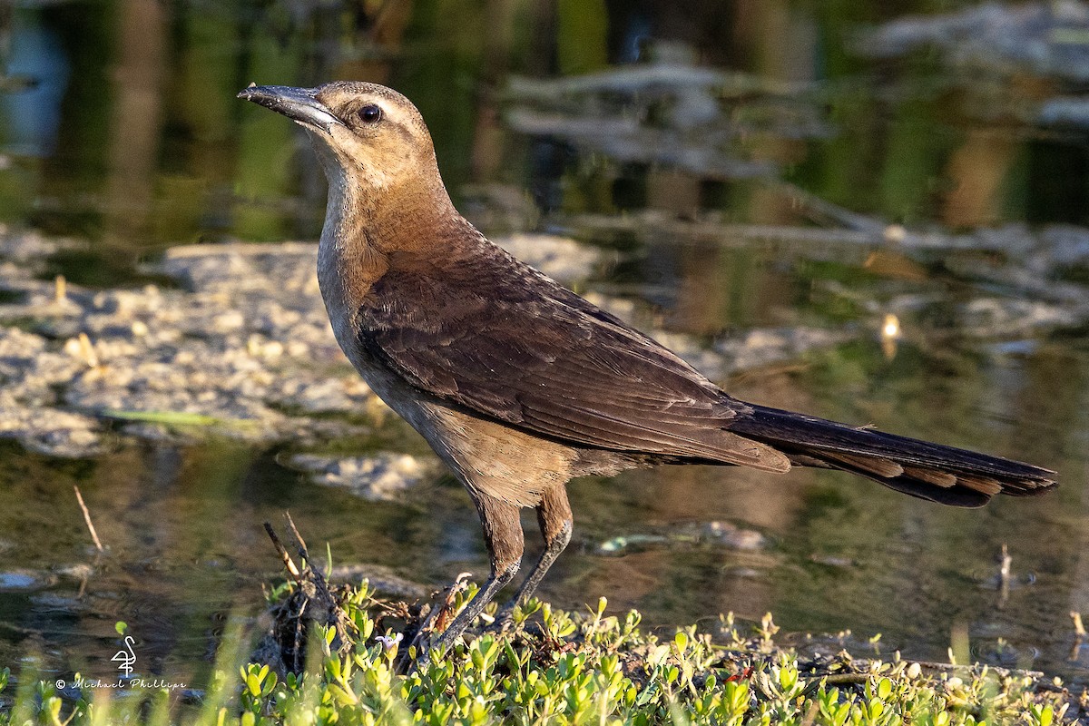 Boat-tailed Grackle - ML633081836
