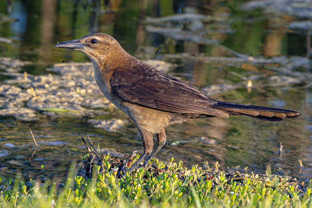 Boat-tailed Grackle - ML633081837