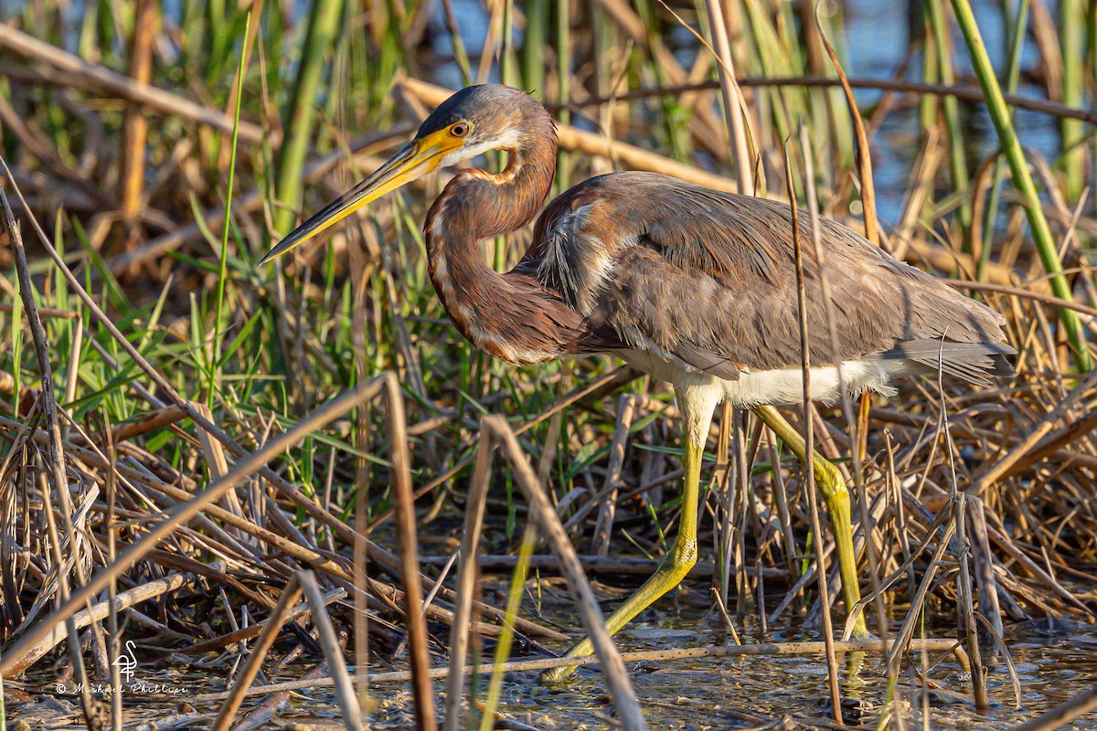 Tricolored Heron - ML633081849