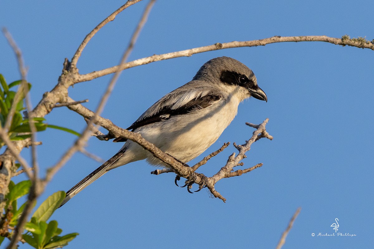Loggerhead Shrike - ML633081853