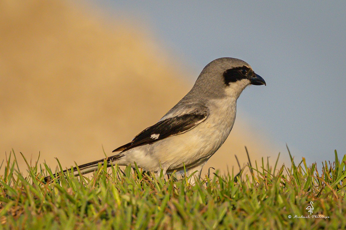 Loggerhead Shrike - ML633081854
