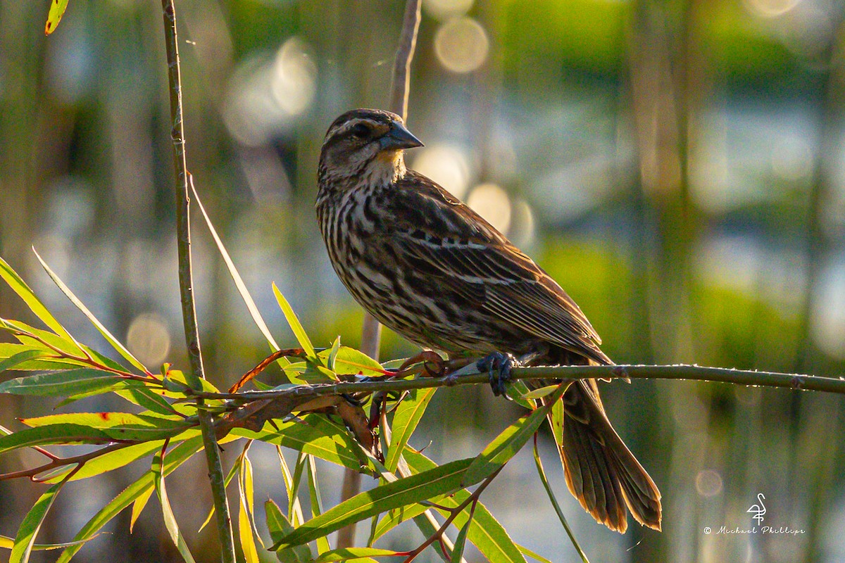 Red-winged Blackbird - ML633081868