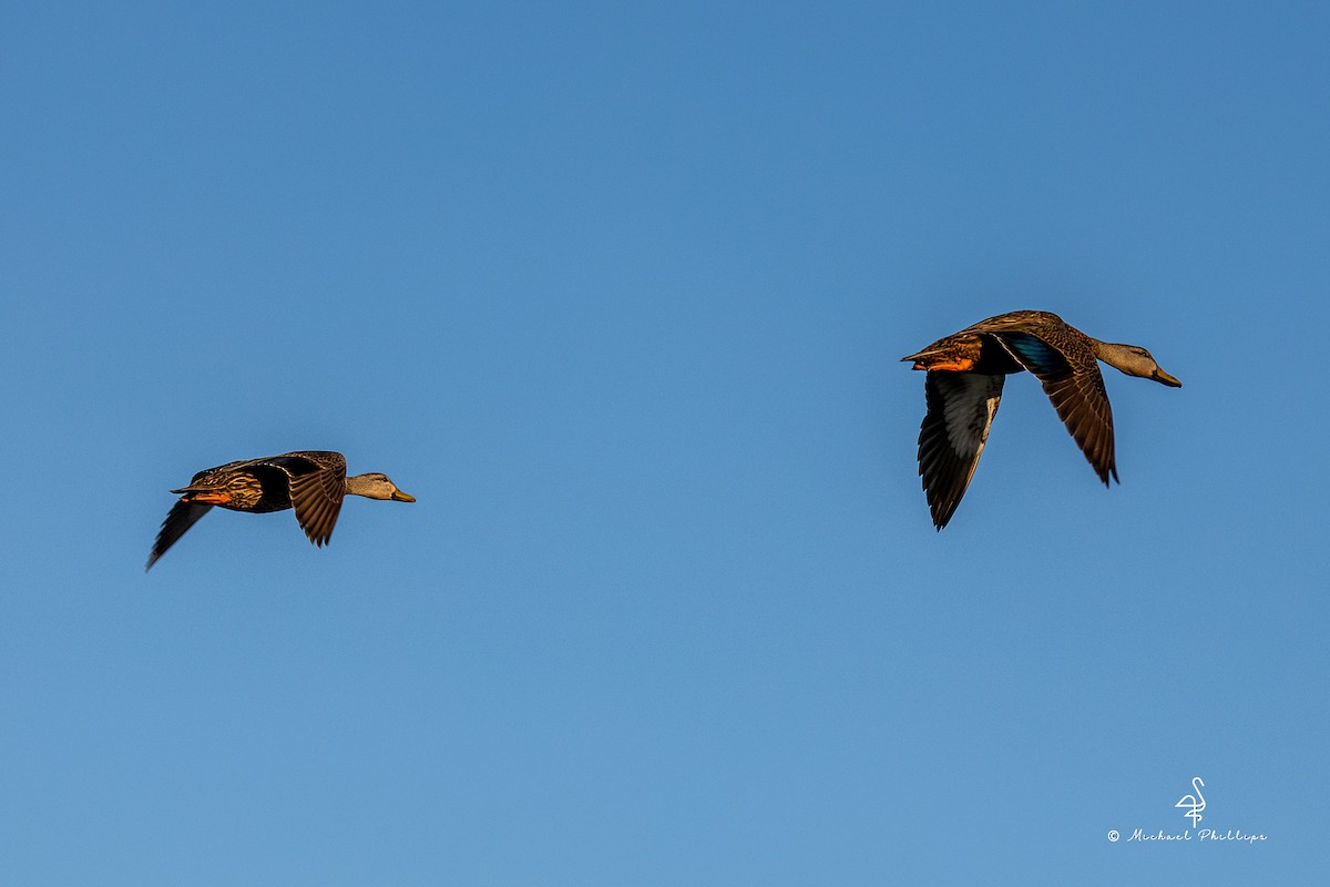 Mottled Duck - ML633081874