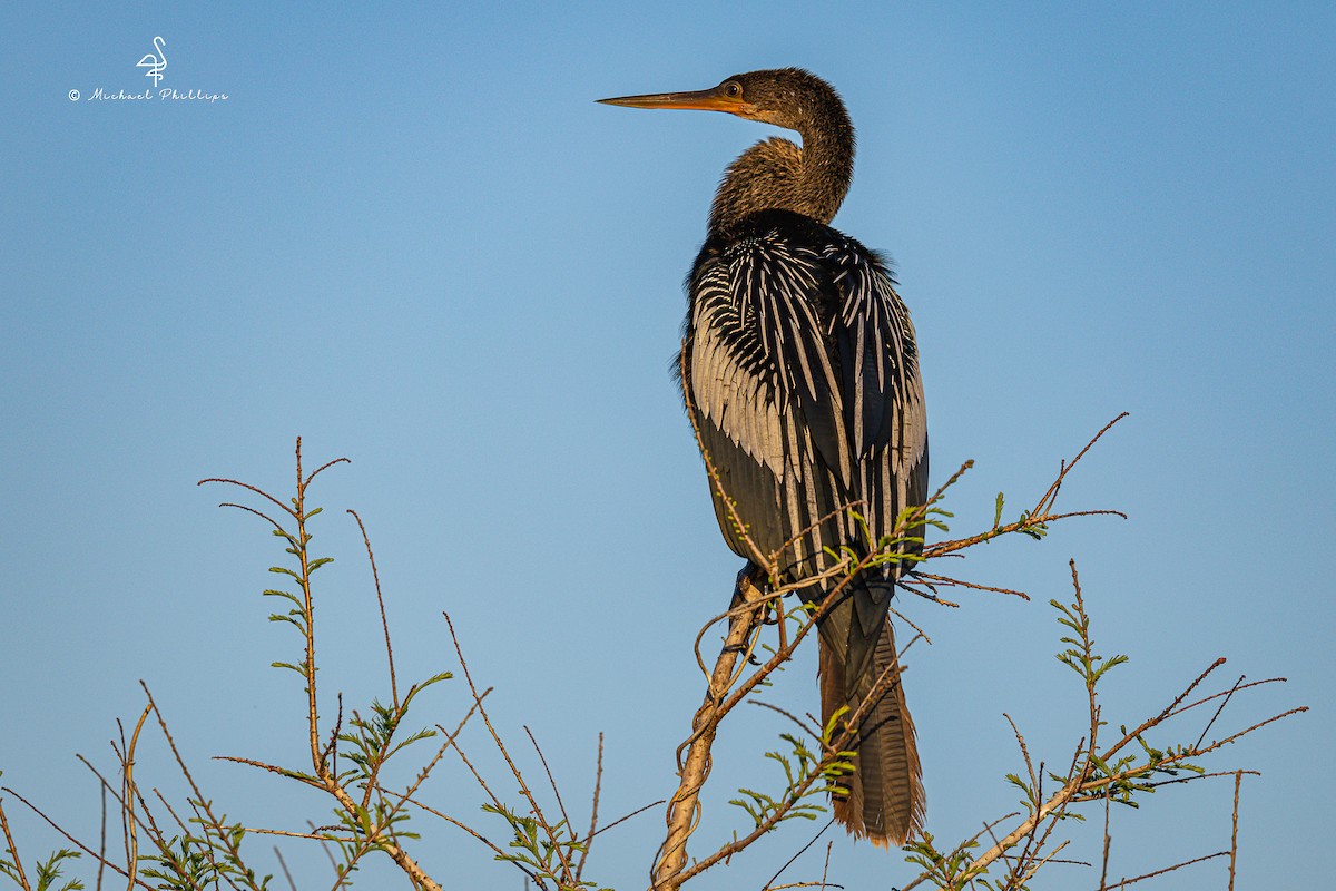 Anhinga - ML633081953