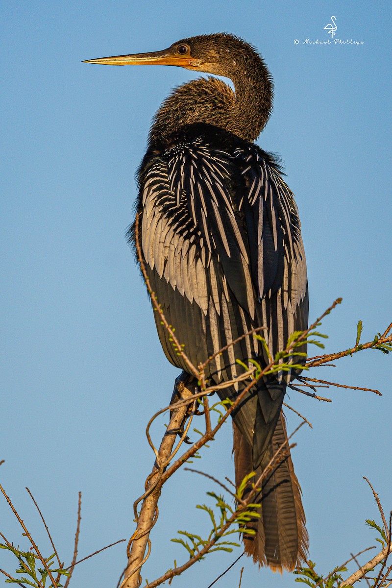 Anhinga - ML633081954