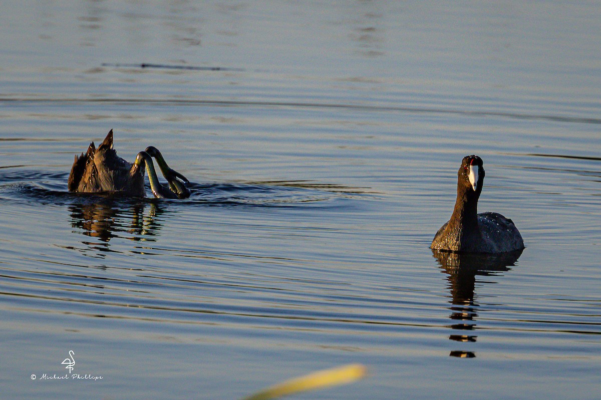American Coot - ML633081959