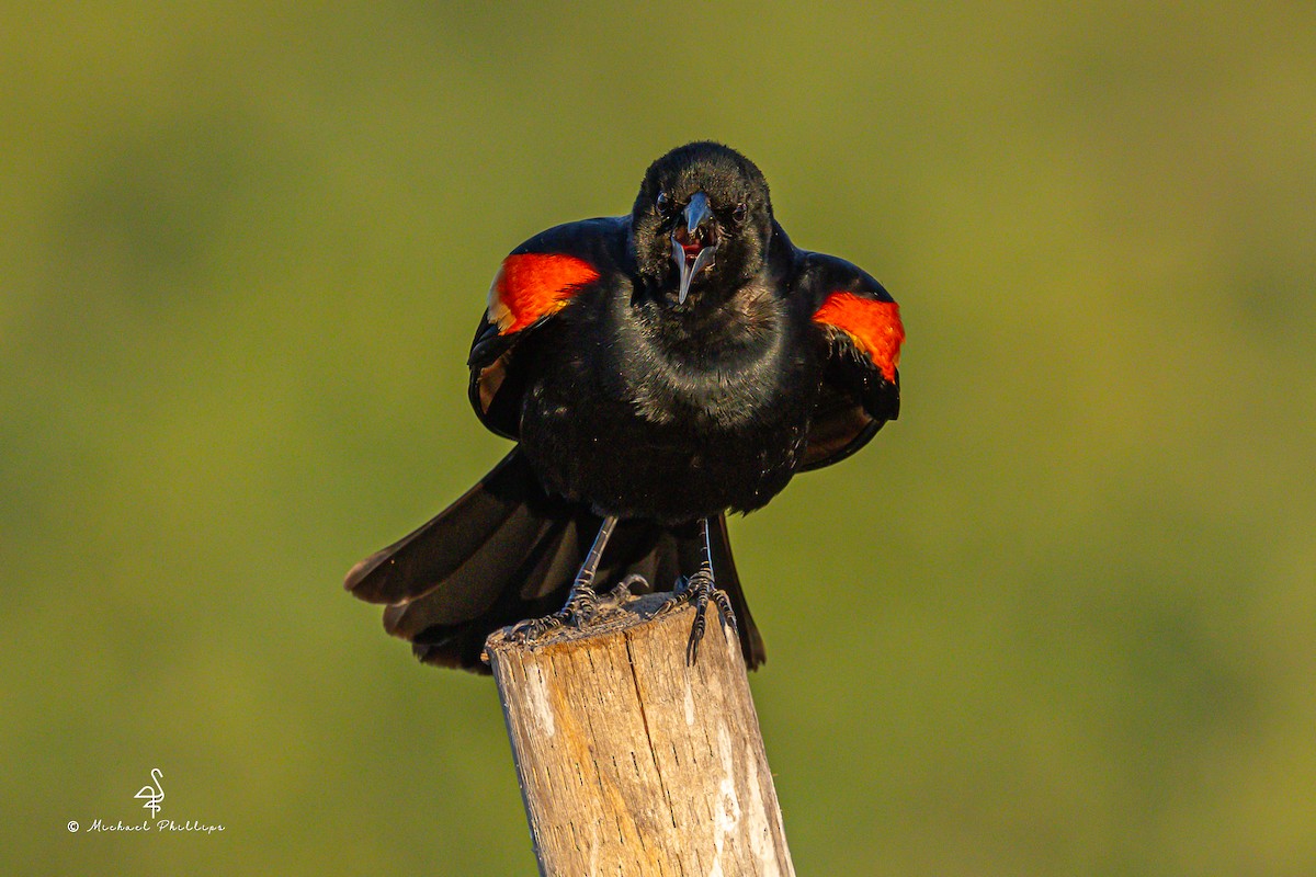 Red-winged Blackbird - ML633081976
