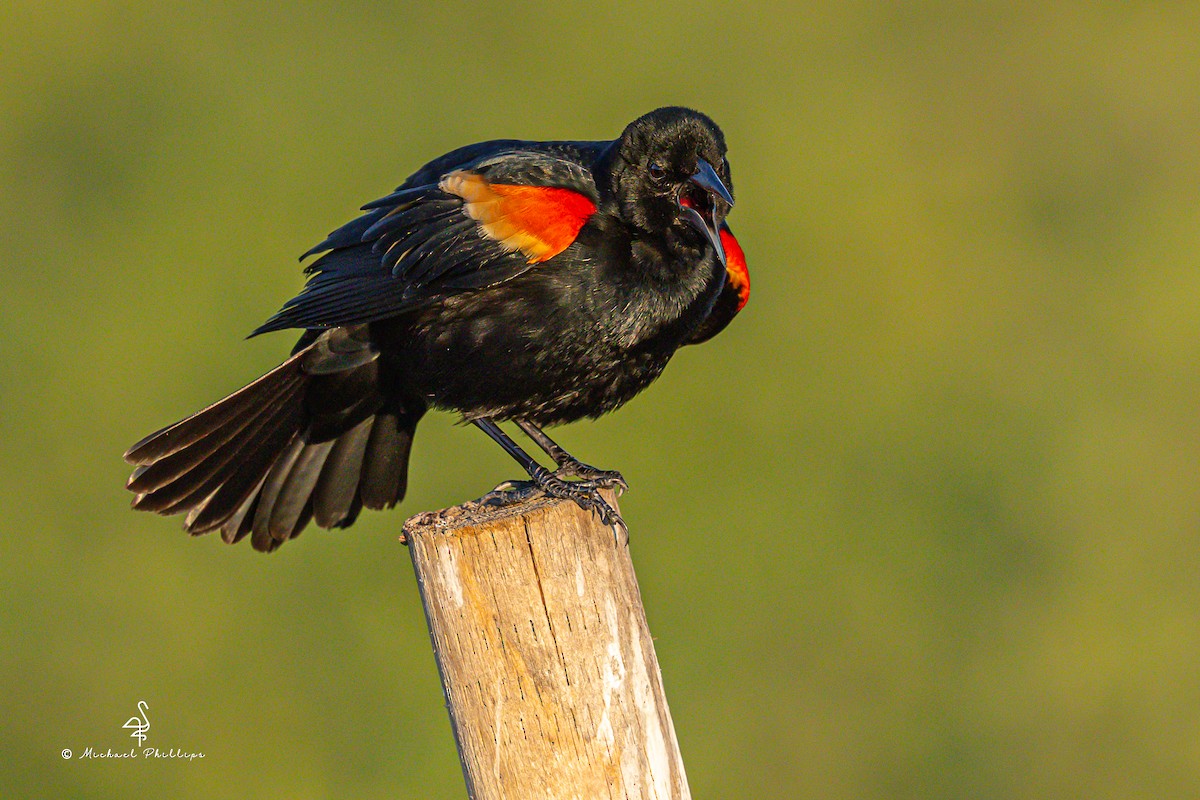 Red-winged Blackbird - ML633081977