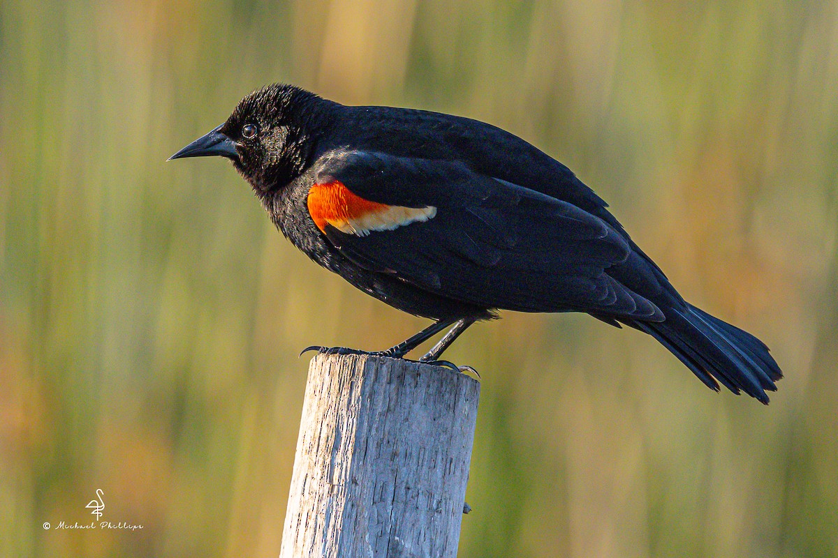 Red-winged Blackbird - ML633081979