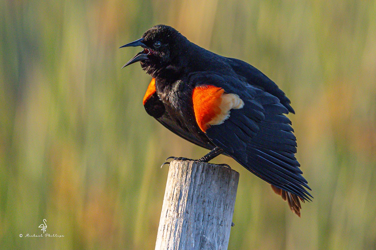 Red-winged Blackbird - ML633081980