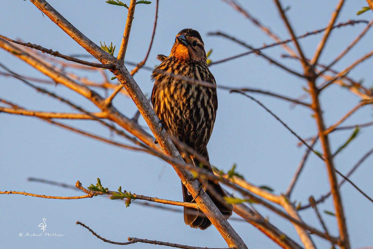 Red-winged Blackbird - ML633081992