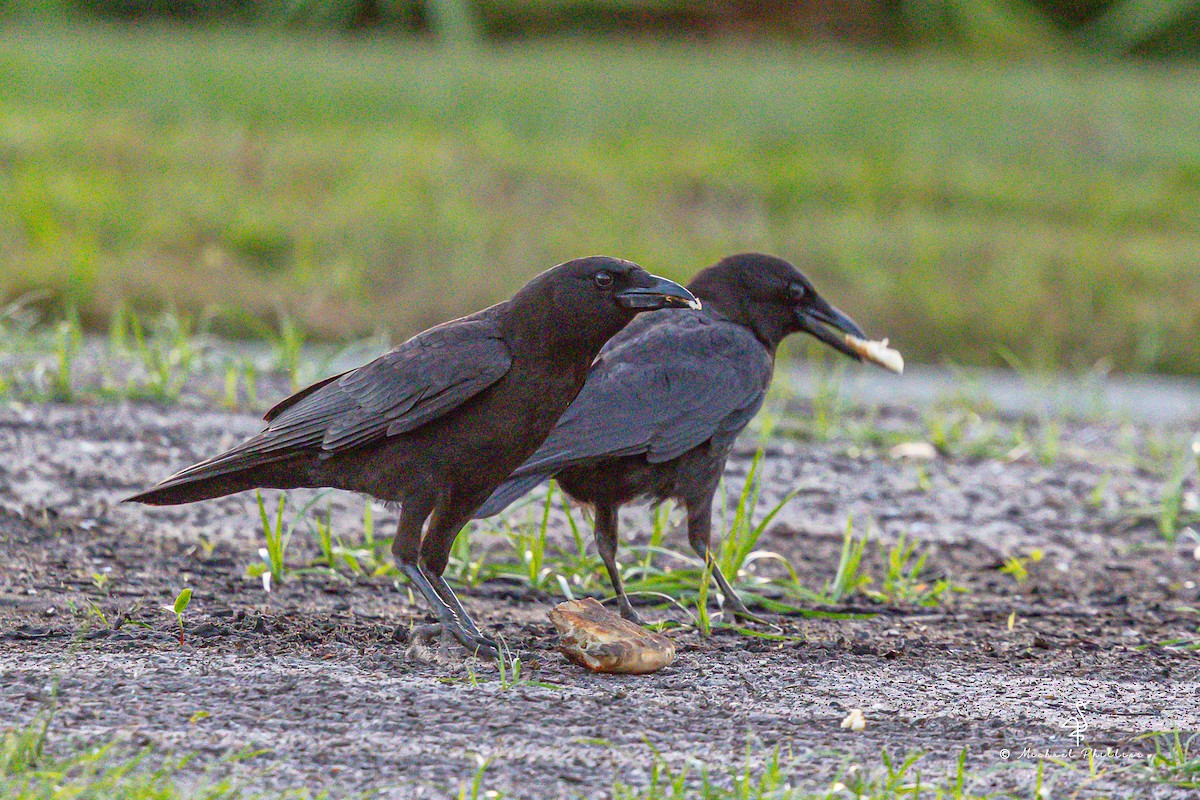 American Crow - ML633082074