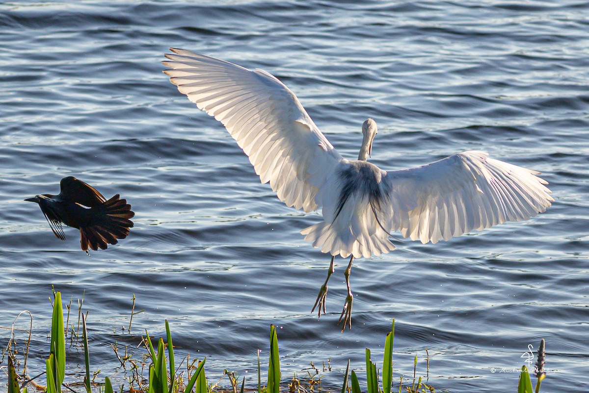 Little Blue Heron - ML633082164