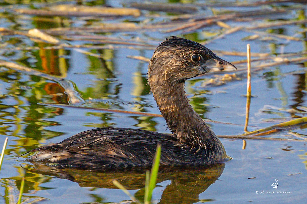 Pied-billed Grebe - ML633082193