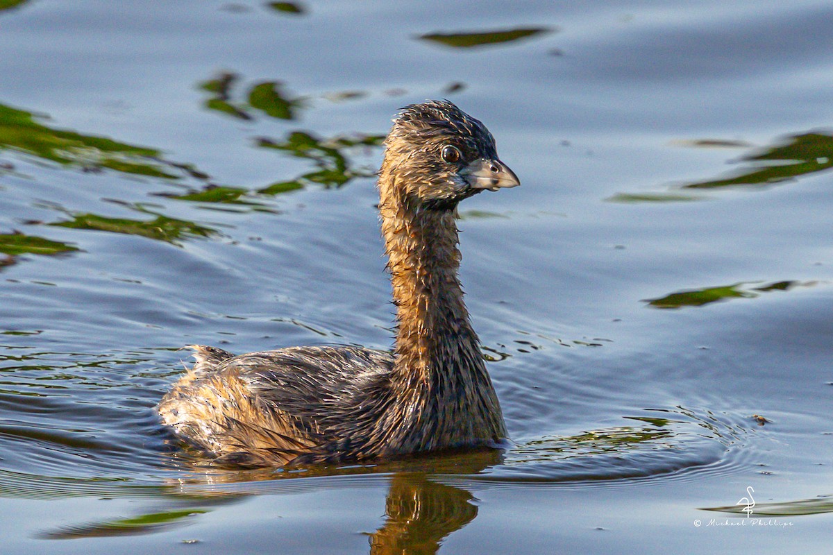 Pied-billed Grebe - ML633082194