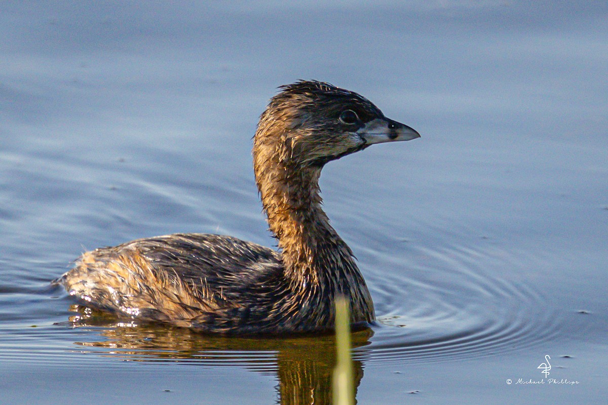 Pied-billed Grebe - ML633082195