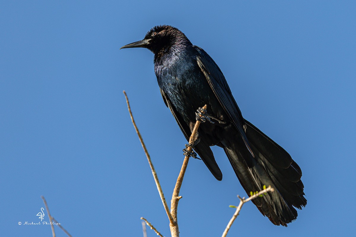 Boat-tailed Grackle - ML633082220