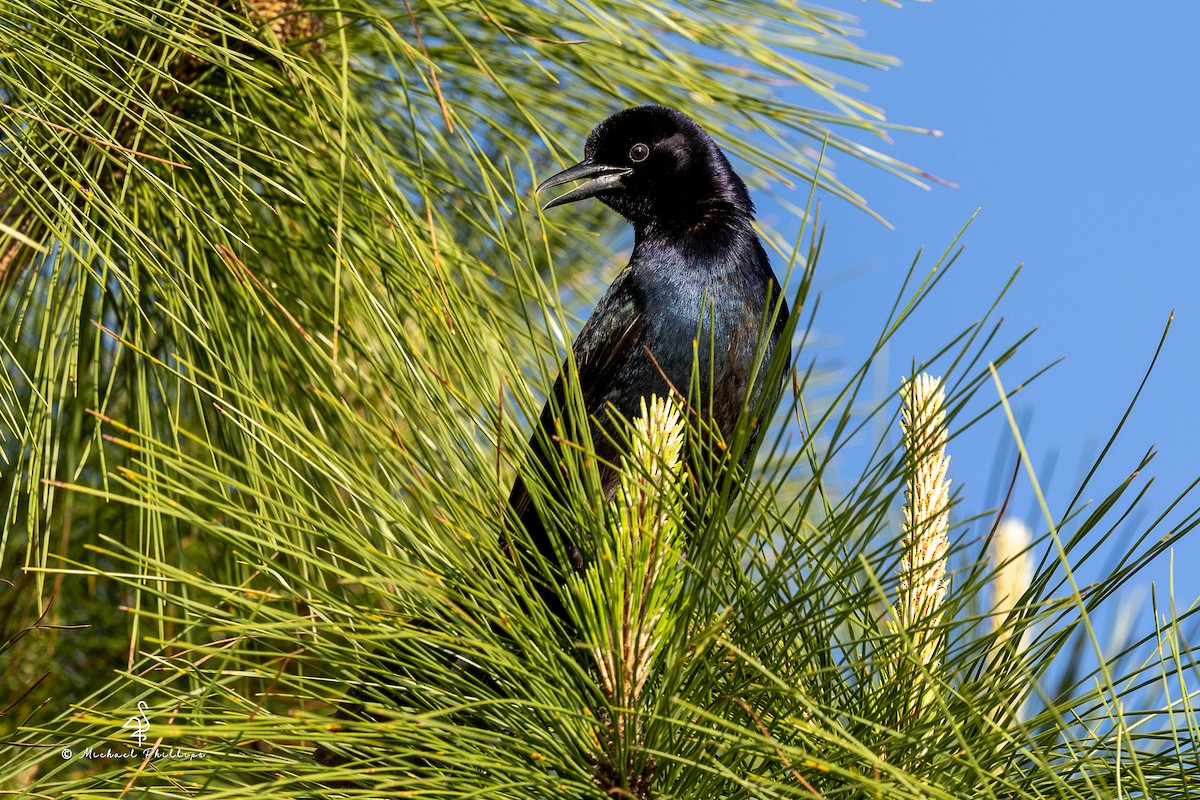 Boat-tailed Grackle - ML633082247