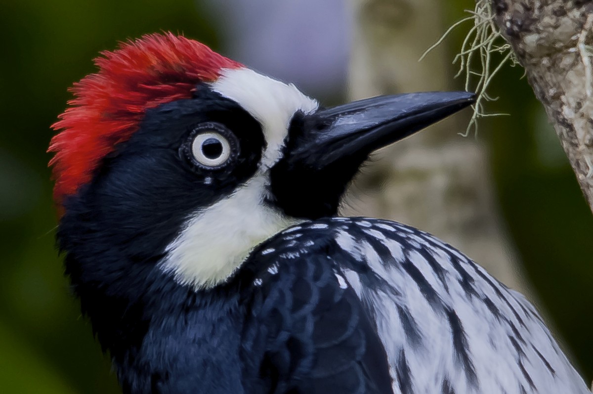 Acorn Woodpecker - ML633082255