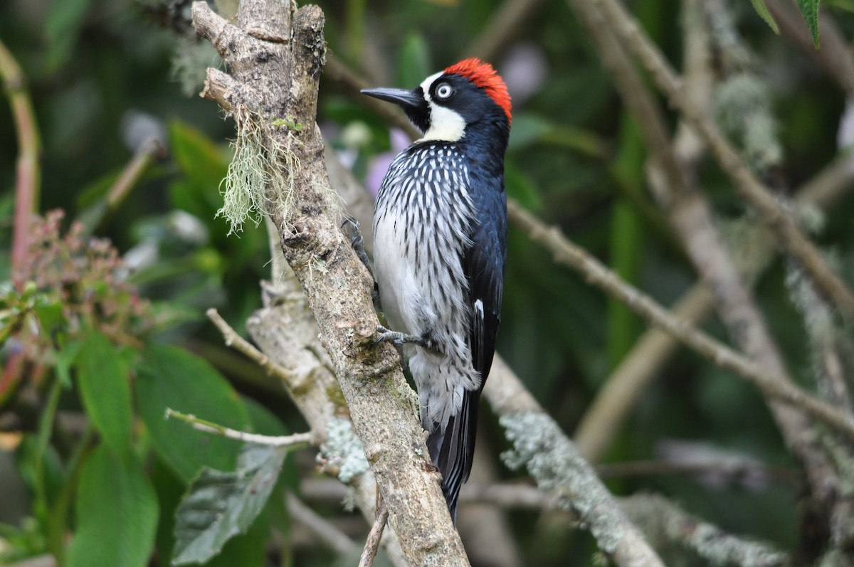 Acorn Woodpecker - ML633082256