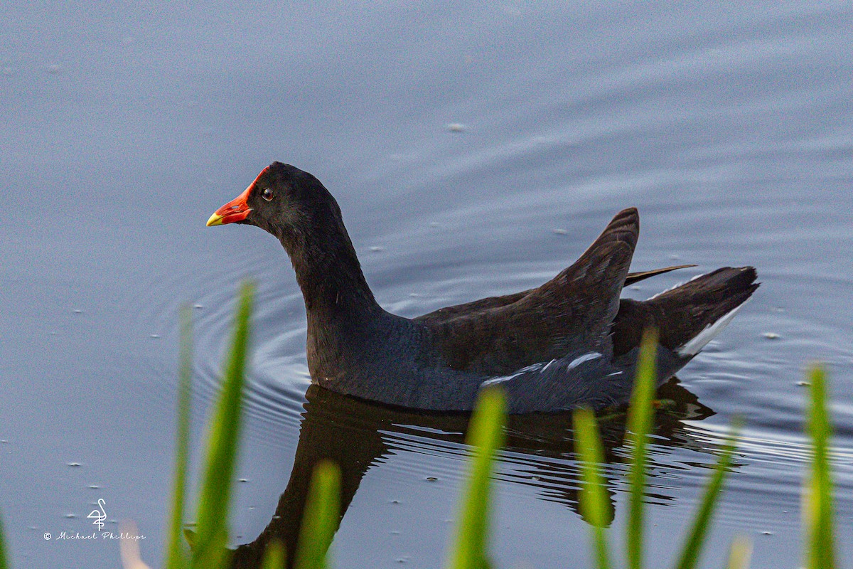 Common Gallinule - ML633082277