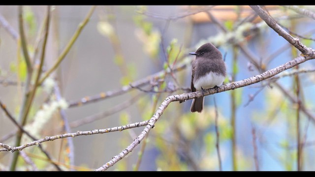 Феб чорний - ML633082316