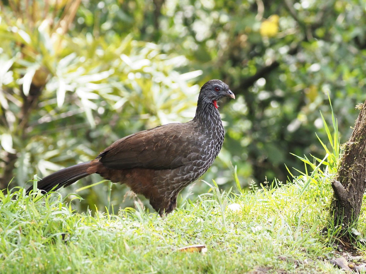 Andean Guan - Luc and Therese Jacobs