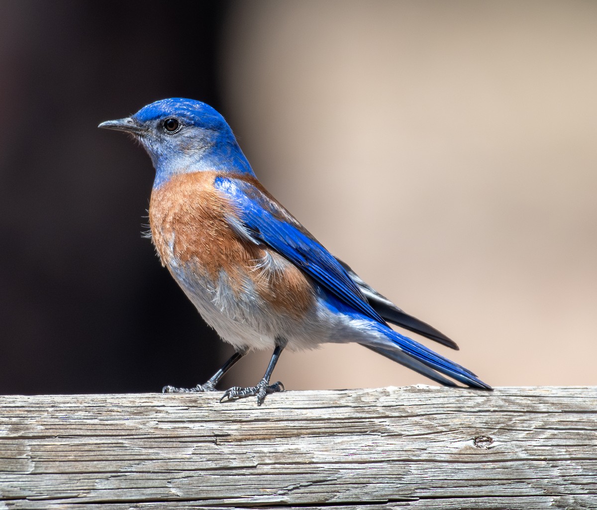 Western Bluebird - ML633082533