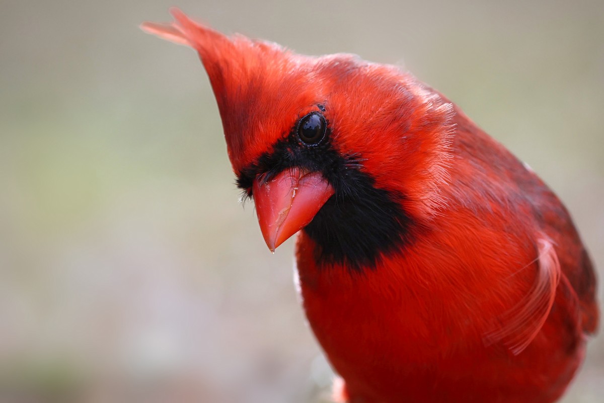 Northern Cardinal - ML633082575