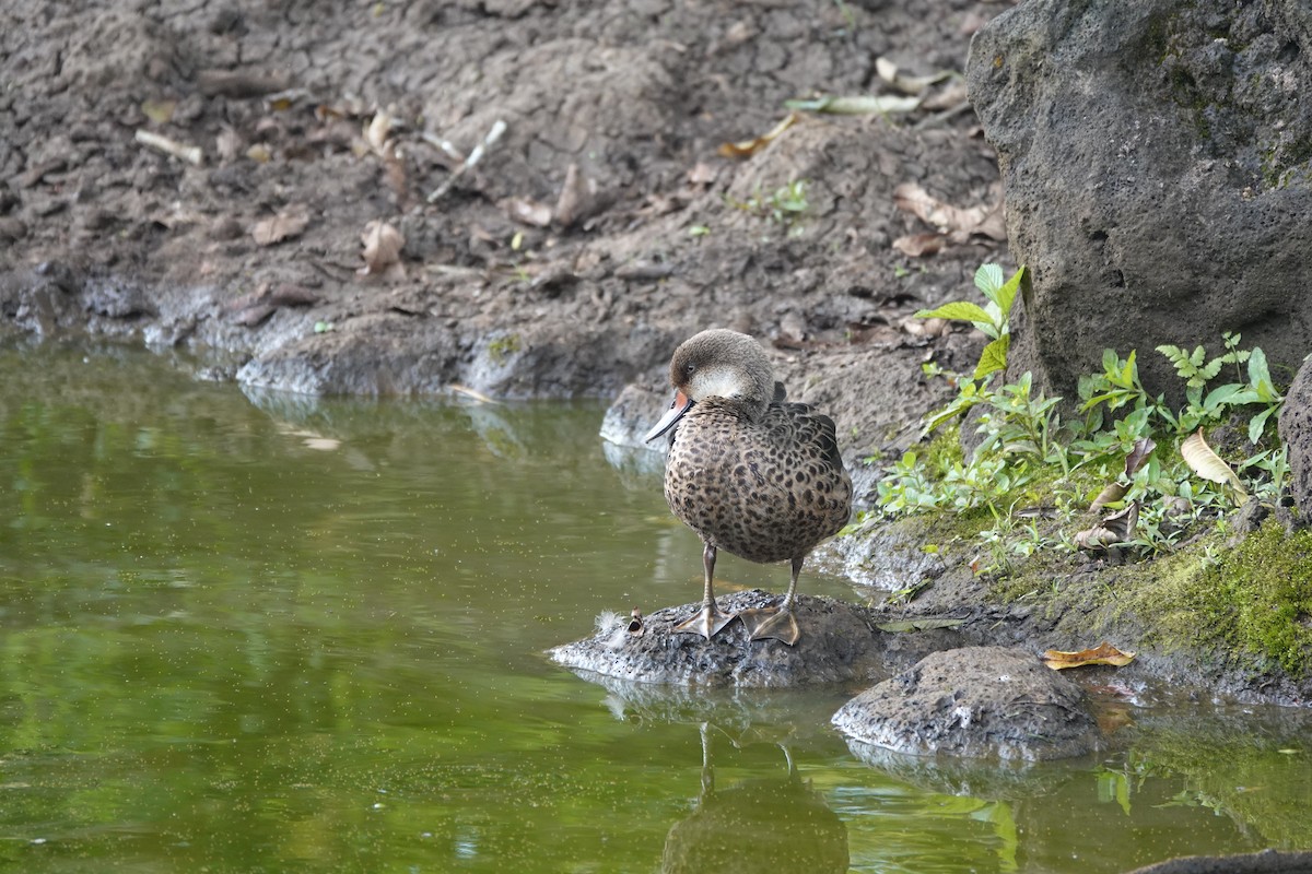 White-cheeked Pintail - ML633082582