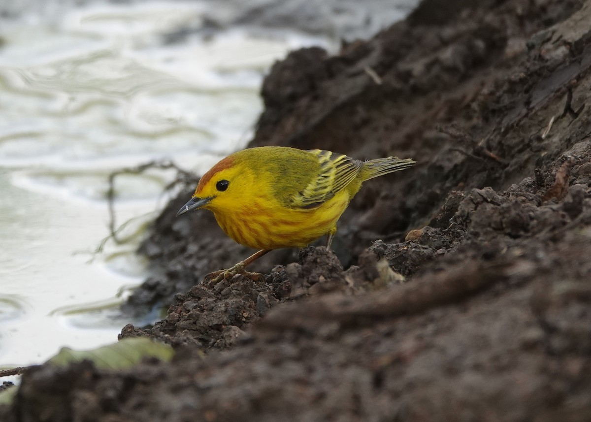 Yellow Warbler - ML633082615