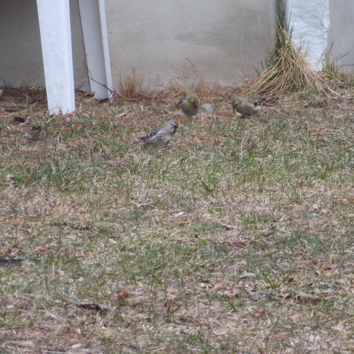 普通朱頂雀 - ML633082623