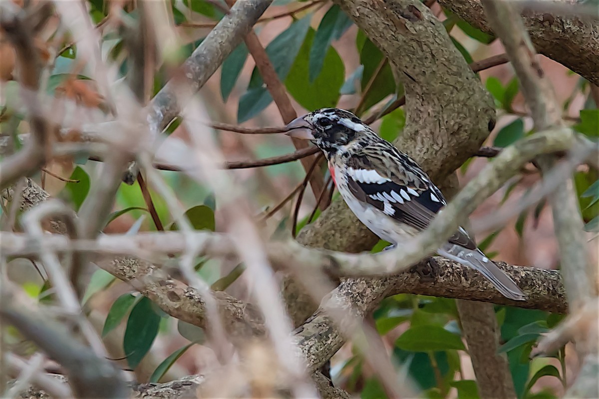 dlaskovec růžovoprsý - ML633082664