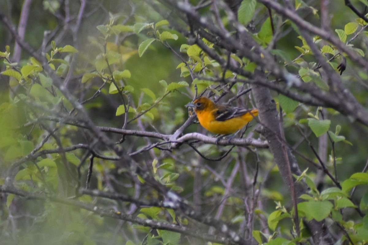 Baltimore Oriole - ML633082896
