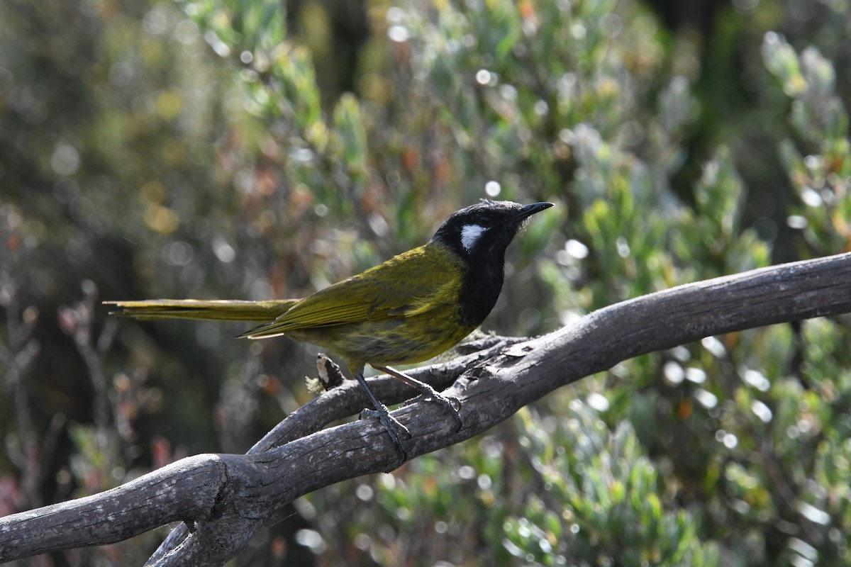 White-eared Honeyeater - Sharyn Magee