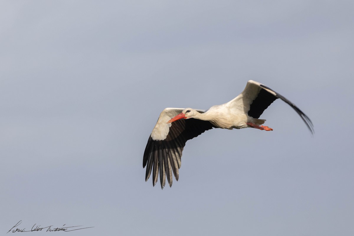 stork - ML633083142