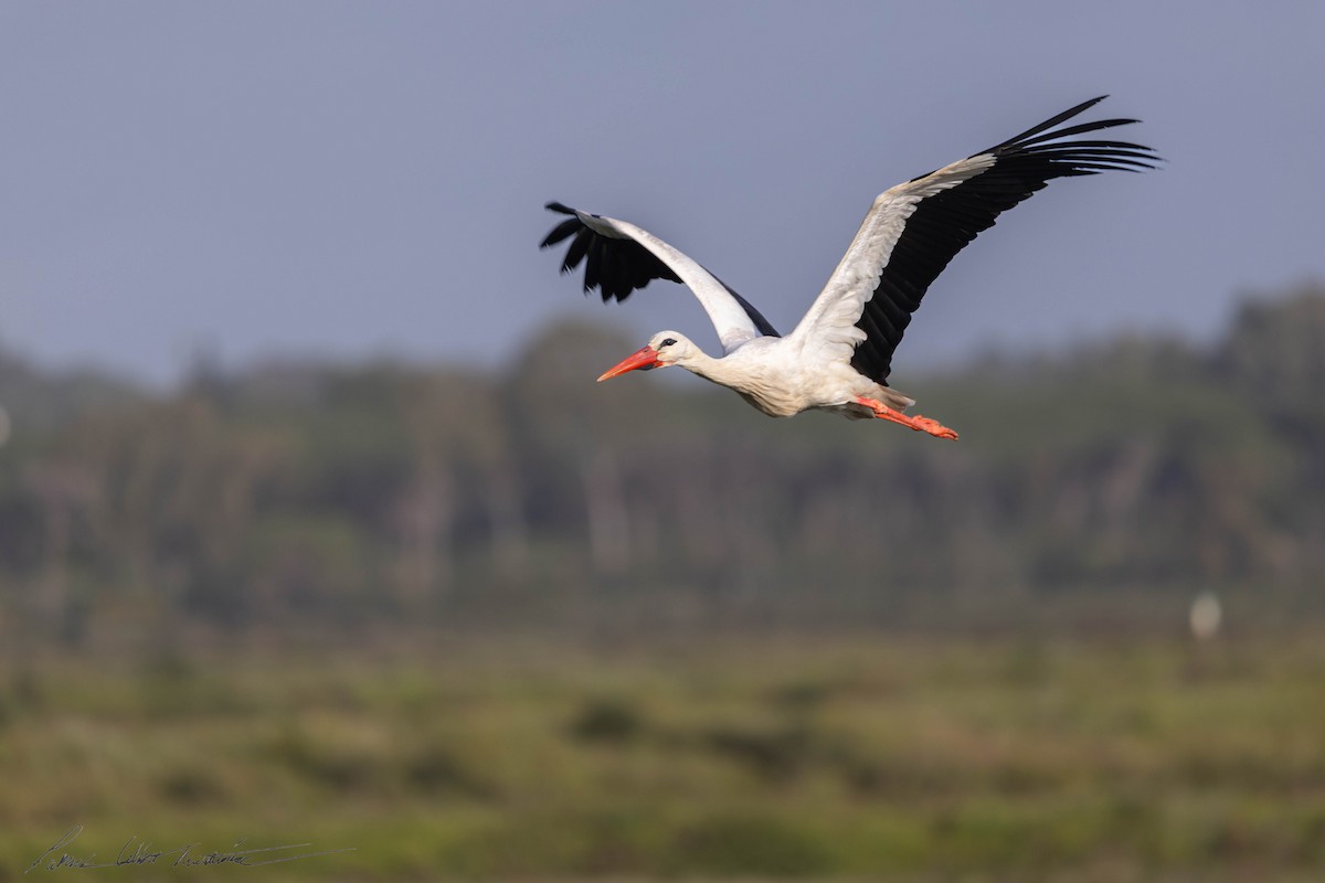 stork - ML633083143