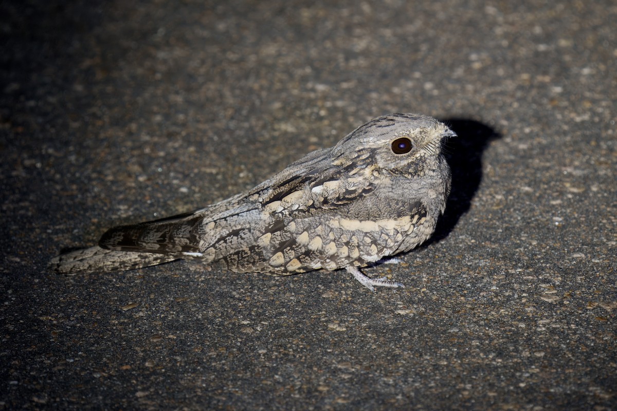 Fiery-necked Nightjar - ML633083177