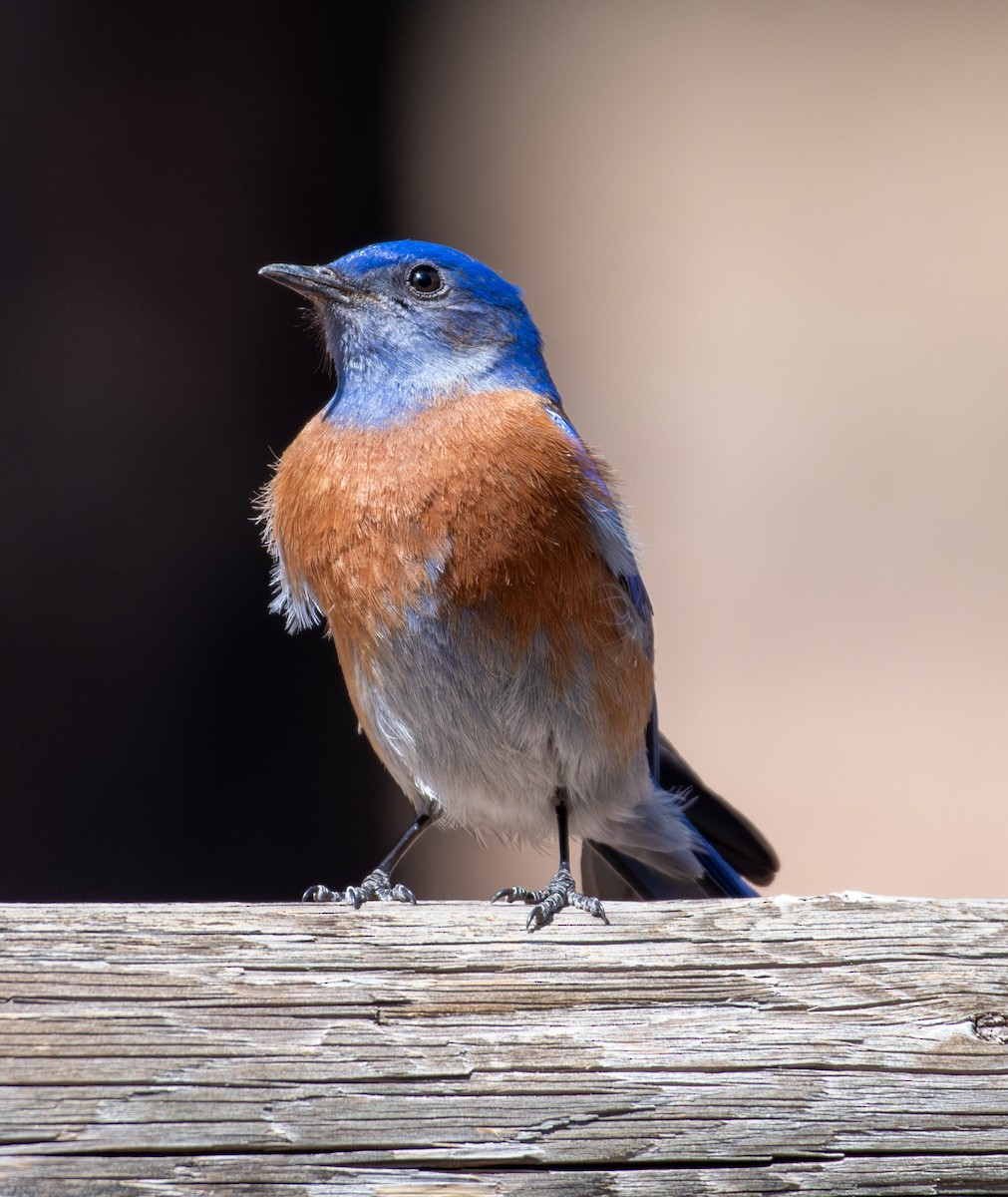 Western Bluebird - ML633083429