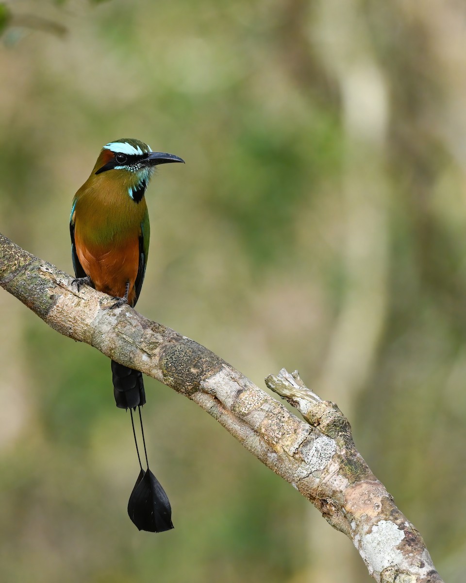Turquoise-browed Motmot - ML633083452