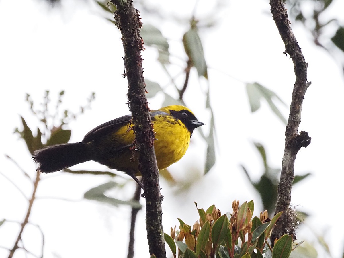Masked Mountain Tanager - ML633083485
