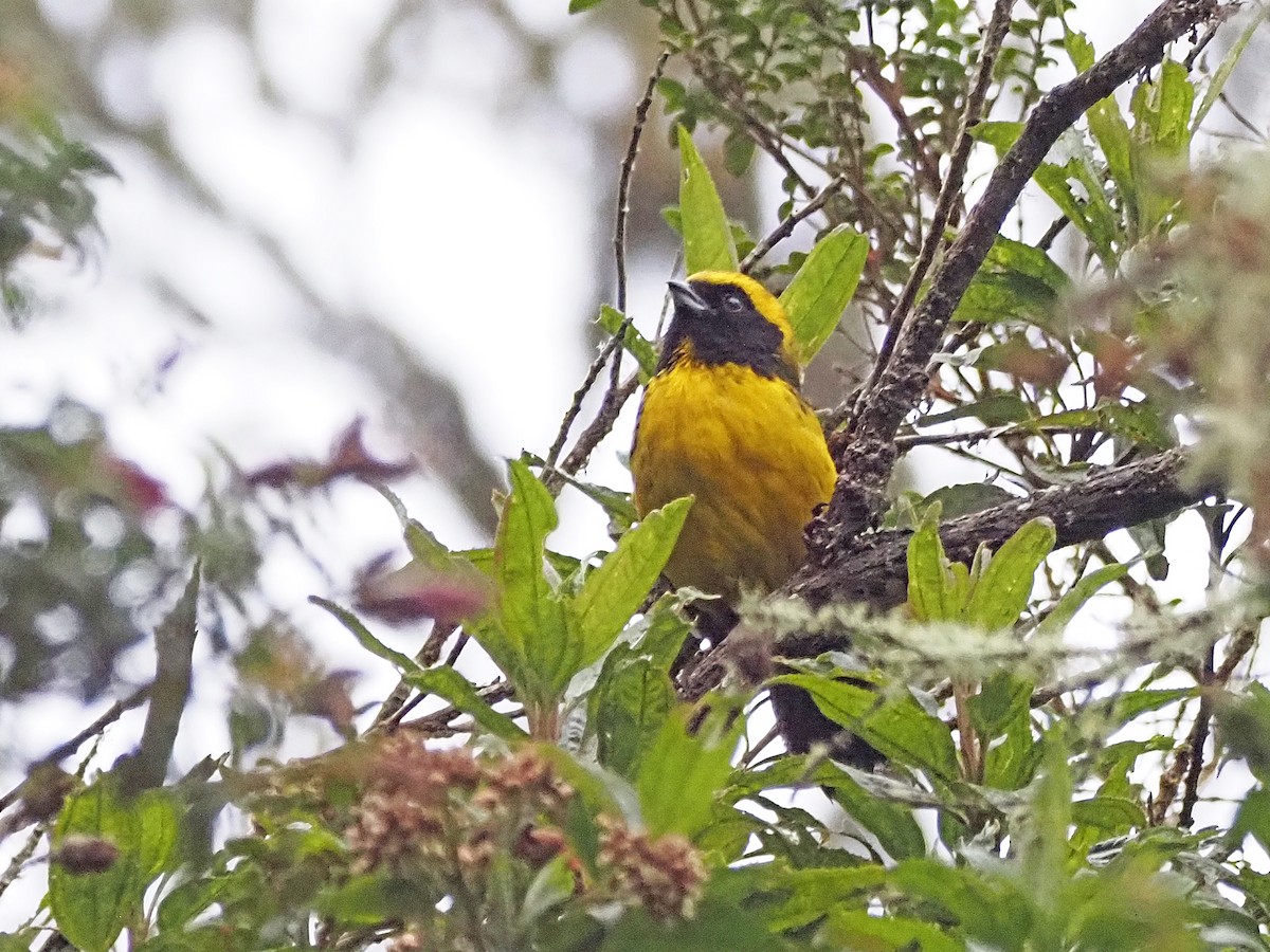 Masked Mountain Tanager - ML633083486