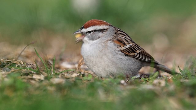 Chipping Sparrow - ML633083550