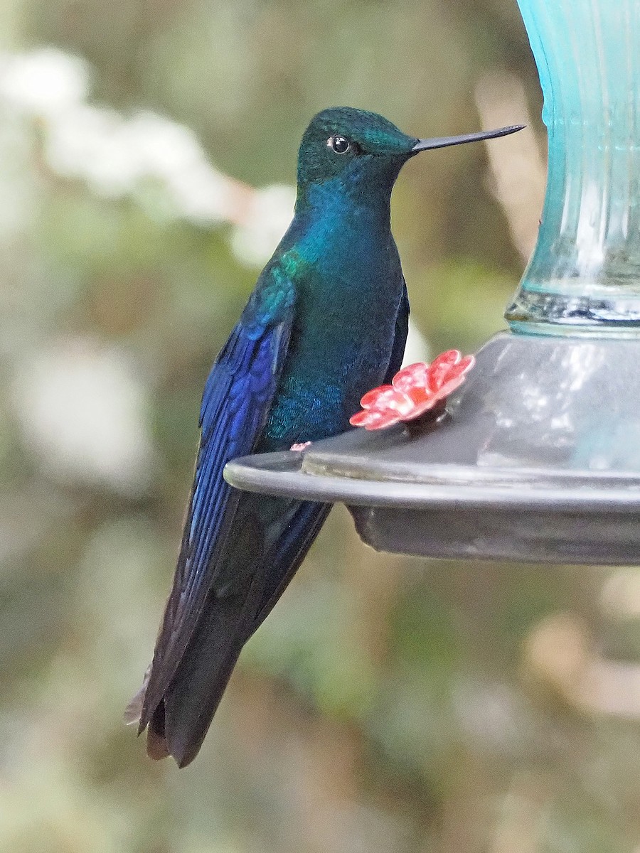 Great Sapphirewing - Luc and Therese Jacobs