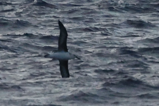 large albatross sp. - ML633083815